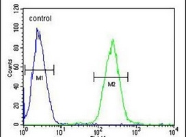 STAMBPL1 Rabbit Polyclonal Antibody