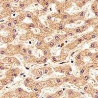 FOLH1B Rabbit Polyclonal Antibody