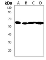 CD80 Rabbit Polyclonal Antibody