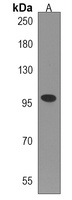 TTI1 Rabbit Polyclonal Antibody