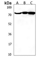 PRG1 Rabbit Polyclonal Antibody