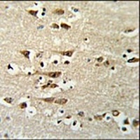 KCTD1 Rabbit Polyclonal Antibody