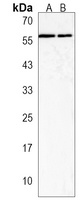 MICALL2 Rabbit Polyclonal Antibody