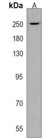 Collagen 14 alpha 1 Rabbit Polyclonal Antibody
