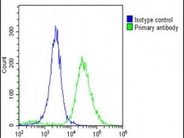 TMEM106B Rabbit Polyclonal Antibody