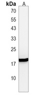 IL-23 alpha Rabbit Polyclonal Antibody