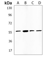 EFS Rabbit Polyclonal Antibody