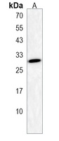 DNASE1L2 Rabbit Polyclonal Antibody