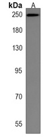 Myosin 11 Rabbit Polyclonal Antibody