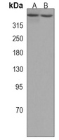 TRRAP Rabbit Polyclonal Antibody