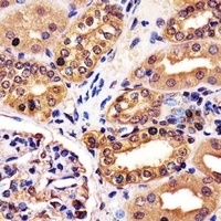 RNF7 Rabbit Polyclonal Antibody