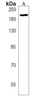 XRN1 Rabbit Polyclonal Antibody