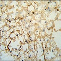 LYPD1 Rabbit Polyclonal Antibody