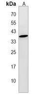 CLDND1 Rabbit Polyclonal Antibody