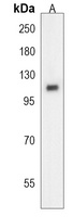 MICAL2 Rabbit Polyclonal Antibody