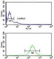 NUCKS1 Rabbit Polyclonal Antibody