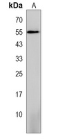 STK40 Rabbit Polyclonal Antibody