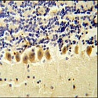 STK40 Rabbit Polyclonal Antibody