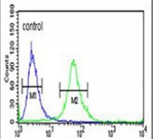 ITGBL1 Rabbit Polyclonal Antibody