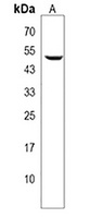 PLEKHO1 Rabbit Polyclonal Antibody