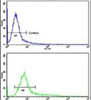 PLEKHO1 Rabbit Polyclonal Antibody
