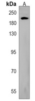 TRPM7 Rabbit Polyclonal Antibody
