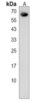 EHD3 Rabbit Polyclonal Antibody