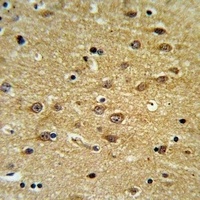 EHD3 Rabbit Polyclonal Antibody