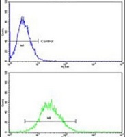 EN2 Rabbit Polyclonal Antibody