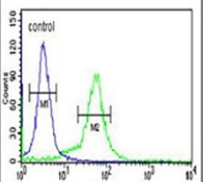 BTBD1 Rabbit Polyclonal Antibody