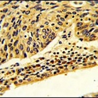 FPGS Rabbit Polyclonal Antibody