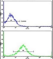 FPGS Rabbit Polyclonal Antibody