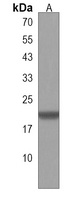 MOBP Rabbit Polyclonal Antibody