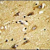 MOBP Rabbit Polyclonal Antibody