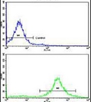 MOBP Rabbit Polyclonal Antibody