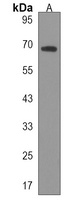 Fibrinogen alpha Rabbit Polyclonal Antibody