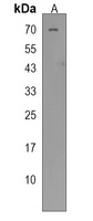 FSCN3 Rabbit Polyclonal Antibody