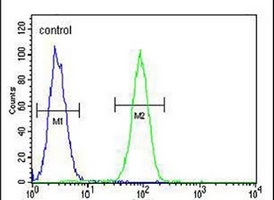 FSCN3 Rabbit Polyclonal Antibody