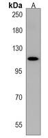 MAML3 Rabbit Polyclonal Antibody