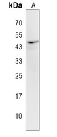 CLUAP1 Rabbit Polyclonal Antibody