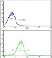 CLUAP1 Rabbit Polyclonal Antibody