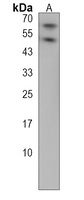 CREB3L1 Rabbit Polyclonal Antibody