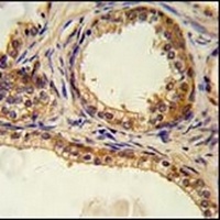 CREB3L1 Rabbit Polyclonal Antibody