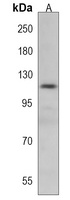 AMER1 Rabbit Polyclonal Antibody