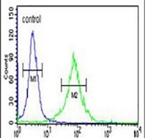 AMER1 Rabbit Polyclonal Antibody