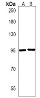 ZMIZ1 Rabbit Polyclonal Antibody