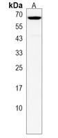 Synapsin 3 Rabbit Polyclonal Antibody