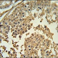 Synapsin 3 Rabbit Polyclonal Antibody