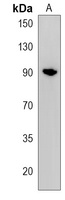 CPEB4 Rabbit Polyclonal Antibody