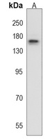 RAPGEF1 Rabbit Polyclonal Antibody